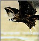 Eurasian Black Vulture (1/1) - 독수리