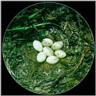 Little Grebe 2 - eggs in nest (1/1)