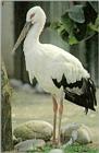 Korean Bird - Oriental White Stork J03 - In zoo (Ciconia ciconia boyciana)