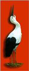 Korean Bird-Oriental White Stork J04-looks up - 황새 - Ciconia boyciana