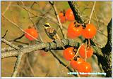 Korean Bird 03: Yellow-throated Bunting on tree (노랑턱멧새)