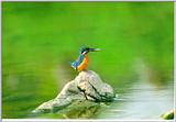 Korean Bird07 - Common Kingfisher - On rock in river (물총새)