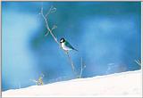 Korean Bird 08-Great Tit-Perching on tree-Snow Plain