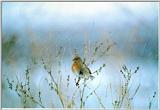 Korean Bird11-Pallas's Rose Finch-Perching on bush (양진이)