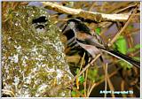 Korean Bird 12: Long-tailed Tit nursing chicks in nest  (오목눈이)