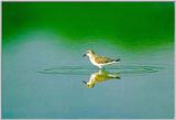 Korean Bird14-Rufous-necked Stint-Clean Water Reflection (좀도요)