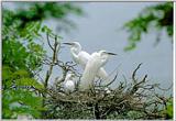 KoreanBird15-GreatEgrets-Family on nest.jpg [1/1]