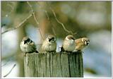 Korean Bird17-Eurasian Tree Sparrows - On log cut