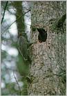 Korean Bird24 - Black Woodpecker - Tree hole nest