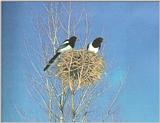 Korean Bird - Black-billed Magpie J01 - pair on nest (Painting)
