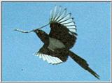 Korean Bird: Black-billed Magpie J02 - twig in mouth (in flight)
