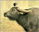Korean Bird: Black-billed Magpie J03 - on Cape Buffalo's head