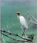 Korean Bird: Cattle Egret J01-Perching on tree