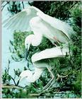 Korean Bird: Large Egret J02-pair mating