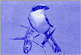 Korean Bird - Northern Grey Shrike J01 - storing food on thorn (큰재개구마리)