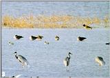 Korean Bird White-naped Crane J01-foraging in swamp.jpg [1/1]