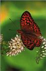 사라져 가는 우리 나비... 원본입니다. 14 은점표범나비 Fabriciana adippe