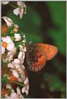 사라져 가는 우리 나비...4 쇳빛부전나비 Callophrys ferrea