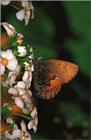 사라져 가는 우리 나비... 원본입니다. 12 쇳빛부전나비 Callophrys ferrea