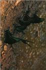 사라져 가는 우리 나비... 원본입니다. 19 산제비나비 Papilio maackii
