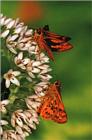 사라져 가는 우리 나비... 원본입니다. 16  황알락팔랑나비 Potanthus flavus