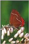 사라져 가는 우리 나비...12 산꼬마까마귀부전나비 Fixenia sp.