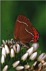 사라져 가는 우리 나비... 원본입니다. 11 산꼬마까마귀부전나비 Fixenia sp.