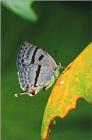 사라져 가는 우리 나비... 원본입니다. 4 물빛긴꼬리부전나비 Antigius attilia