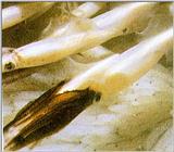 Far Eastern Arrow Squid - Loligo bleekeri