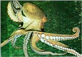 Giant Pacific Octopus (Octopus dofleini)