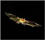 Greater Horseshoe Bat in flight - Rhinolophus ferrumequinum korai