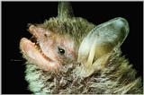 Greater Horseshoe Bat 3 (Rhinolophus ferrumequinum korai)