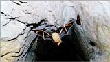 Korean Orange Whiskered Bat 1 (1/1) - 붉은박쥐(황금박쥐)