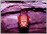 Korean Orange Whiskered Bat 2 (1/1) - 붉은박쥐(황금박쥐)