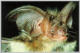 brown long-eared bat (Plecotus auritus)