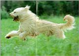 Korean Dog - Sapsari J07 - Golden Breed Running
