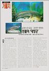 Korean Fish - Northern Snakehead (가물치)