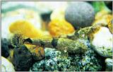 Korean Fresh Water Fish - Korean Dark Sleeper / Odontobutis platycephala