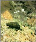 Korean Freshwater Snail (Semisulcospira libertina) - 다슬기