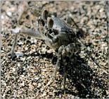 Korean Ghost Crab J01 - Hiding itself into sand 1