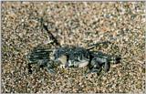 Korean Ghost Crab J02 - Hiding itself into sand 2