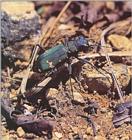 Alpine Road Guide Tiger Beetle - Cicindela sachalinensis raddei (산길앞잡이)