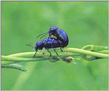 청잎벌레 - Chrysolina nikolskyi (Blue Leaf Beetle)