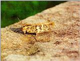 Grasshopper (1/1) (팥중이)