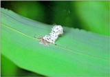 Forest Pierrot Butterfly (바둑돌부전나비) - Caterpillar