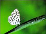 Forest Pierrot Butterfly (바둑돌부전나비)