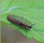 금테비단벌레 Scintillatrix pretiosa (Jewel Beetle)