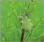 황초록바구미 Chlorophanus grandis (Green Billbug)