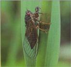 Cicadetta isshikii / Korean grass cicada (고려풀매미)