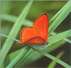 큰주홍부전나비 Lycaena dispar (Large Copper Butterfly)